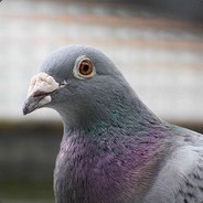 Pigeon avatar