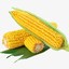 Corn