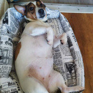 Молодая бульба Молодая бульба