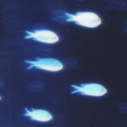 fish's Avatar