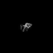 youlostthegame