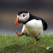 PuffinImpossible