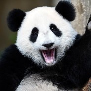 Mała Panda