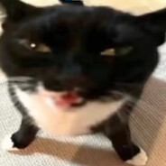 gataralho mihaus