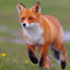 FoxMcCloud