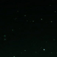 KolaRado