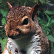 Sneaky Squirrel - steam id 76561197964467724