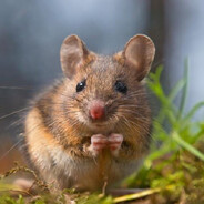 Mr. Mouse
