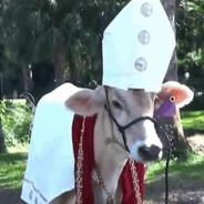 Holy Cow