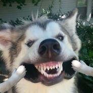 WolfRunner270's Avatar