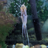 Mr. Kargo