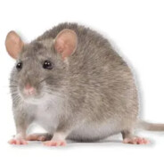 Fiberglass Rat