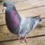 UntrustworthyPigeons