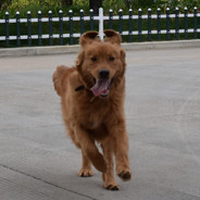 2 AI 简单's Avatar