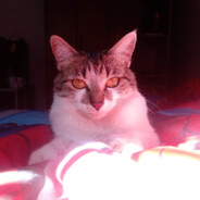 Seier