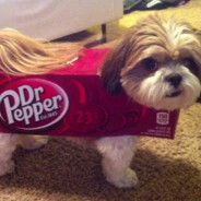 Dr. Pupper's Avatar