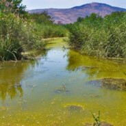 Steam Community :: Stagnant_Pond_Water