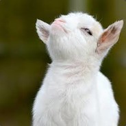 Kozlik