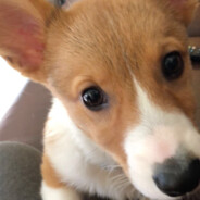 based republican hater