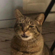 ConfusedCat