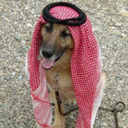 halal dog