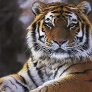 Тигр-ррр