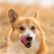 菠菜入侵's Avatar