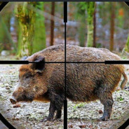 Ingo sCHWEINJÄGGER's Avatar