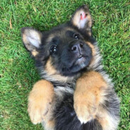 El Perro avatar