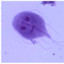 Giardia lamblia