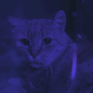 puszek