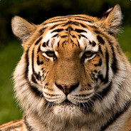 Tiger9620's Avatar
