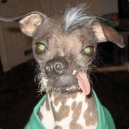 nattnuss