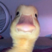 Dsheims