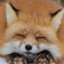 Fox_Face