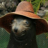 A fat Seal with a Fancy Hat