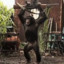 Epic Chimp