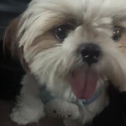 Steam profile avatar of yam