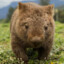 CuteWombat