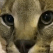 high cat