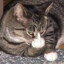 fatcat