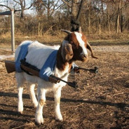 GOAT SIMULATOR