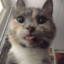☯КоТиК✈