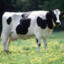 a cow