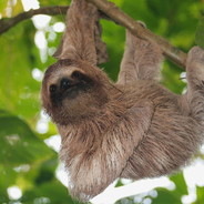 Sloth