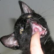 Achoo