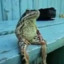 frog just chillen