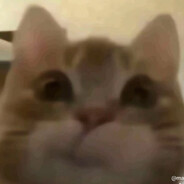 meow