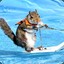 -SurfSquirrel-