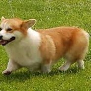 Woof Woof